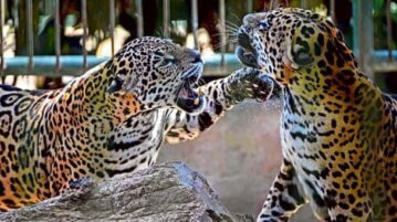 Jaguar mata a otro tras “terrible error” en zoológico de Florida